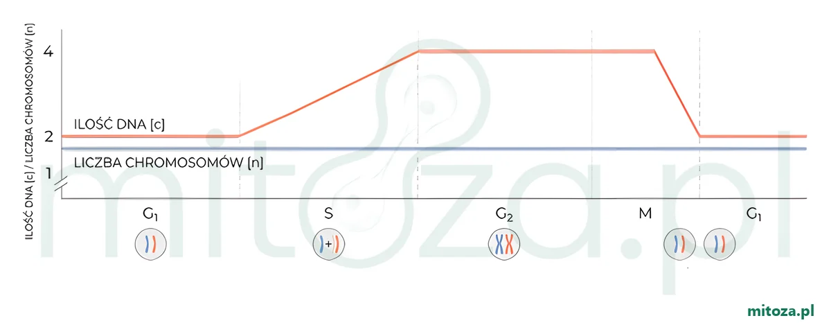 Wykres zmian ilości DNA (c) i liczby chromosomów (n) w cyklu komórkowym: 2c w fazie G1, wzrost do 4c w fazie S, 4c w fazie G2 i spadek do 2c pod koniec fazy M; liczba chromosomów przez cały cykl stała.