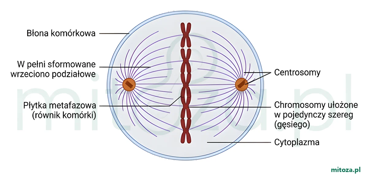 Schemat metafazy mitozy: chromosomy ułożone w pojedynczy szereg w płaszczyźnie równikowej komórki (płytka metafazowa), w pełni sformowane wrzeciono podziałowe i centrosomy na biegunach.