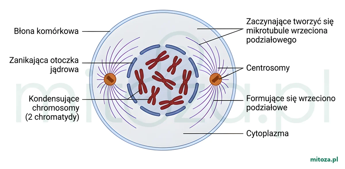 Schemat profazy mitozy: kondensujące chromosomy złożone z dwóch chromatyd, zanikająca otoczka jądrowa, centrosomy na biegunach i formujące się wrzeciono podziałowe.